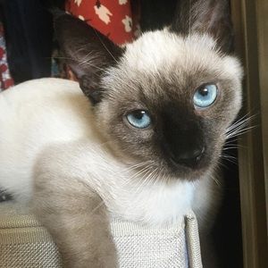 Meet your Posher, Shirin